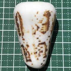 Conus imperialis