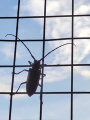 Batocera parryi