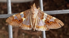 Glyphodes cosmarcha