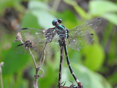 Erpetogomphus constrictor