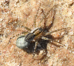 Pardosa pauxilla