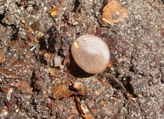 Sclerotinia