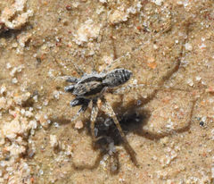 Pardosa milvina