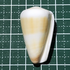 Conus planorbis