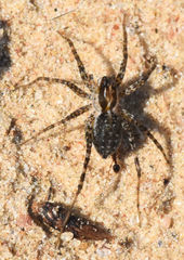 Pardosa pauxilla