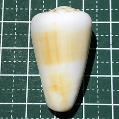 Conus planorbis