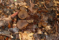 Sclerotinia