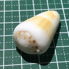 Conus planorbis