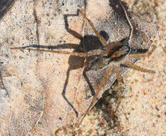 Pardosa delicatula