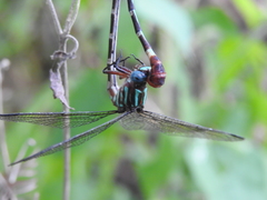 Erpetogomphus constrictor