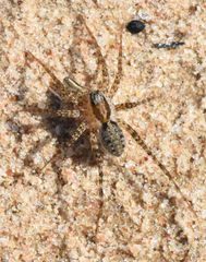 Pardosa pauxilla