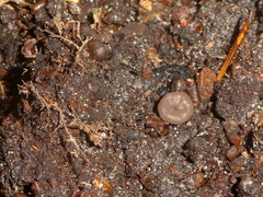 Sclerotinia