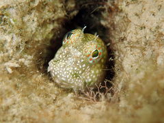 Salarias alboguttatus