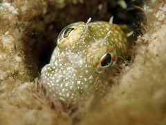 Salarias alboguttatus