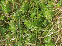 Cruciata laevipes