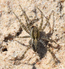 Pardosa pauxilla