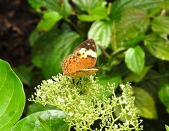 Cupha erymanthis lotis