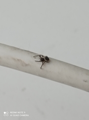 Nuctenea umbratica