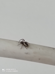 Nuctenea umbratica