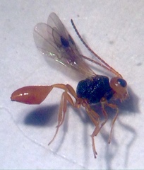 Euphorinae