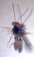 Euphorinae