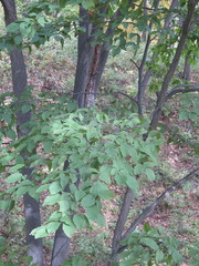Carpinus cordata