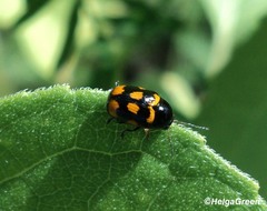 Cryptocephalus anticus