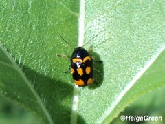 Cryptocephalus anticus