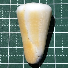 Conus emaciatus