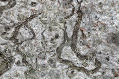 Zimmermannia liebwerdella