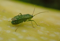Orthotylus flavosparsus
