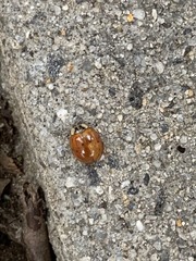 Harmonia axyridis