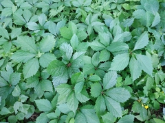 Parthenocissus inserta