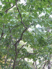 Carpinus cordata