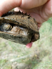 Kinosternon hirtipes murrayi