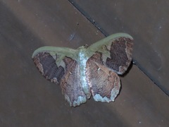 Zythos turbata