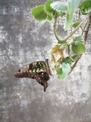 Graphium agamemnon