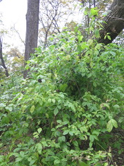 Eleutherococcus sessiliflorus