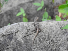 Sceloporus variabilis marmoratus