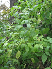 Eleutherococcus sessiliflorus