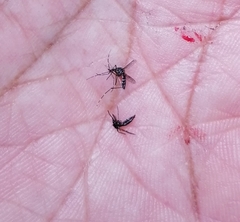 Stegomyia