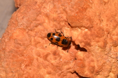 Episcaphula australis