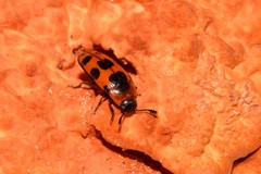 Episcaphula australis