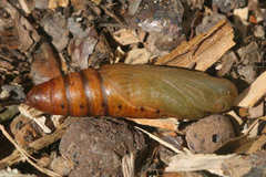 Hyles vespertilio