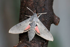 Hyles vespertilio