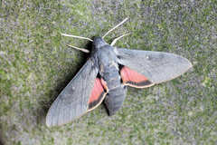 Hyles vespertilio