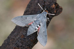 Hyles vespertilio