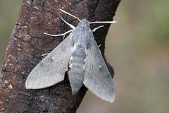 Hyles vespertilio