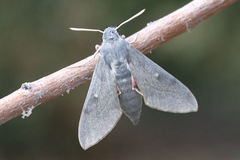 Hyles vespertilio