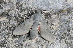 Hyles vespertilio